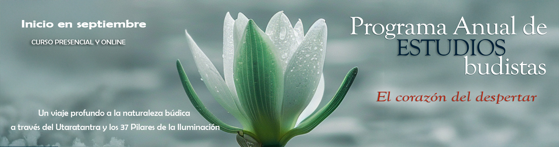 El corazón del despertar BANNER